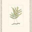 New Print Anonymous Reproduction Framed Flowers Plants Classic Ferns Recta WA-48