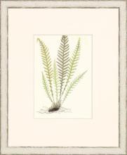 New Print Anonymous Reproduction Framed Flowers Plants Classic Ferns Recta WA-50
