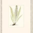 New Print Anonymous Reproduction Framed Flowers Plants Classic Ferns Recta WA-50