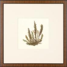 New Print Anonymous Reproduction Framed Flowers Plants Squared Ferns Recta WA-22