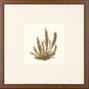 New Print Anonymous Reproduction Framed Flowers Plants Squared Ferns Recta WA-22