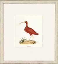 New Print John Abbot Reproduction Framed Wildlife Small Abbot Birds Recta WA-306