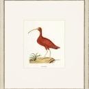 New Print John Abbot Reproduction Framed Wildlife Small Abbot Birds Recta WA-306