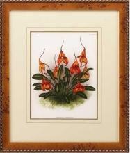 New Print Lucien Linden Reproduction Framed Flowers Plants Lindenia Orchi WA-329