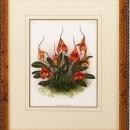 New Print Lucien Linden Reproduction Framed Flowers Plants Lindenia Orchi WA-329