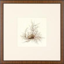 New Print Anonymous Reproduction Framed Flowers Plants Squared Ferns Recta WA-27