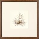 New Print Anonymous Reproduction Framed Flowers Plants Squared Ferns Recta WA-27