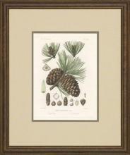 New Print Picart Reproduction Framed Flowers Plants Sylva on North Americ WA-373