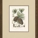 New Print Picart Reproduction Framed Flowers Plants Sylva on North Americ WA-373