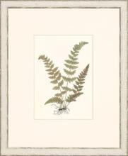 New Print Anonymous Reproduction Framed Flowers Plants Classic Ferns Recta WA-52