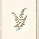 New Print Anonymous Reproduction Framed Flowers Plants Classic Ferns Recta WA-52