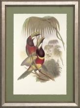 New Print J. Gould H.C. Richeter Reproduction Framed Wildlife Toucans Rec WA-269