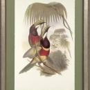 New Print J. Gould H.C. Richeter Reproduction Framed Wildlife Toucans Rec WA-269