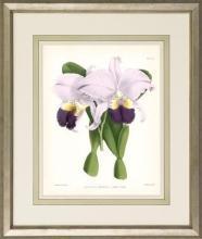 New Print John Nugent Fitch Reproduction Framed Flowers Plants Purple Orc WA-311
