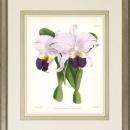 New Print John Nugent Fitch Reproduction Framed Flowers Plants Purple Orc WA-311