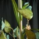 Vintage French Chandelier, 3 Arms, Shabby/Cottage, Blue Roses/Green Leaves