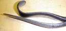 J. Chevalier Medical Pliers Unique! Veterinarian