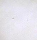White Linen Tablecloth Embroidery Blue Flowers