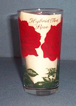 Hybrid Tea Rose glass tumbler