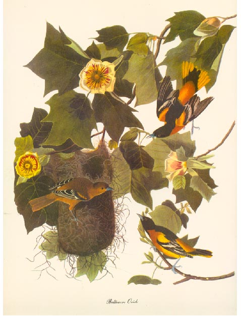 Audobon Birds of America folio with commentaries by Roger Tory Peterson