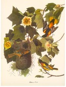 Audobon Birds of America folio with commentaries by Roger Tory Peterson