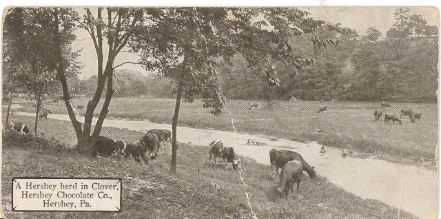 A Hershey herd in clover, Hershey Chocolate Co., Hershey, PA black and white postcard