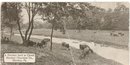 A Hershey herd in clover, Hershey Chocolate Co., Hershey, PA black and white postcard