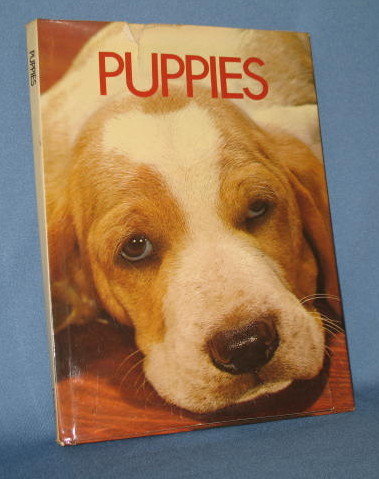 Puppies by Wendy Boorer