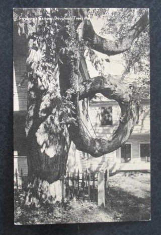 Fryeburg's Famous Doughnut Tree postcard