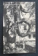 Fryeburg's Famous Doughnut Tree postcard