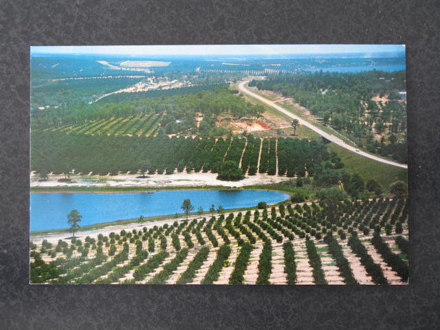 Citrus groves and lakes as seen from the top of the Citrus Tower, FL postcard