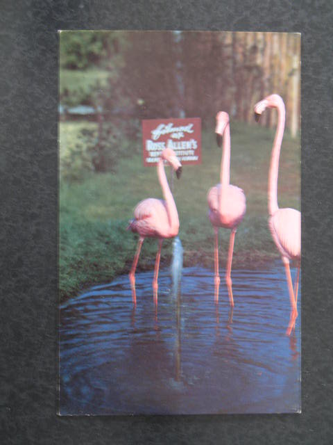 Florida's Silver Springs - flamingos postcard