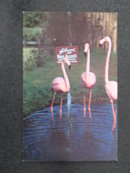 Florida's Silver Springs - flamingos postcard