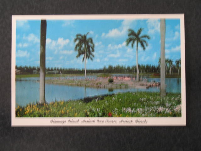 Flamingo Island, Hialeah Race Course, Hialeah, FL postcard