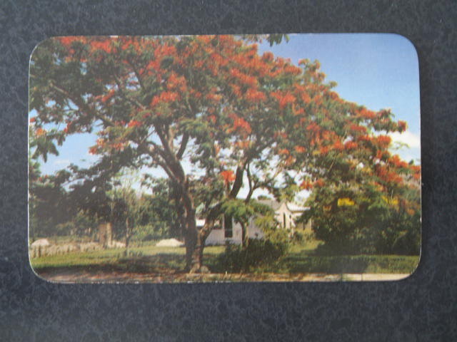 Florida's Royal Poinciana Tree, FL postcard