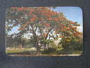 Florida's Royal Poinciana Tree, FL postcard