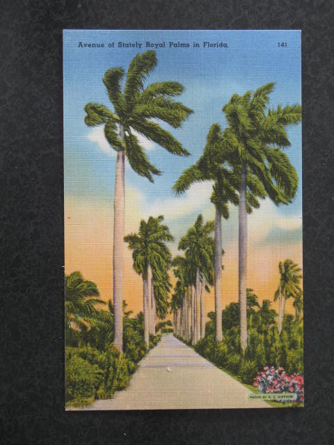 Avenue of Stately Royal Palms in Florida postcard