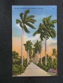 Avenue of Stately Royal Palms in Florida postcard