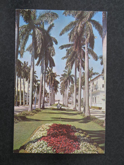 Looking West on Beautiful Royal Palm Way, Palm Beach, Florida postcard