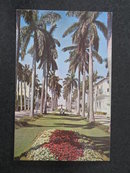 Looking West on Beautiful Royal Palm Way, Palm Beach, Florida postcard