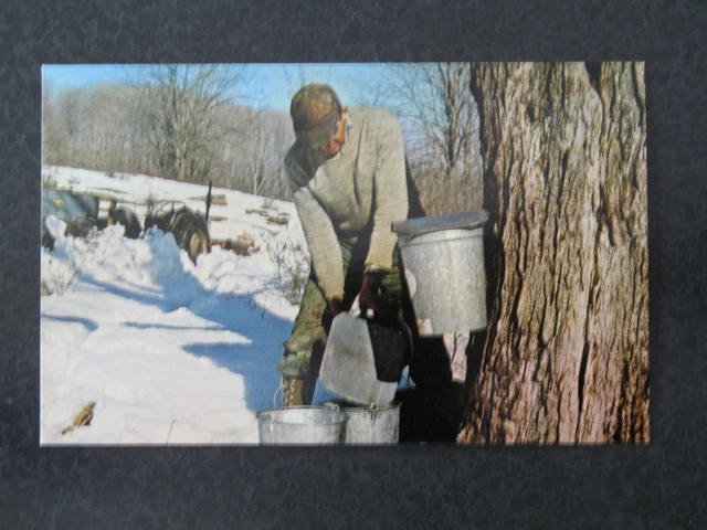 Gathering Maple Syrup, PA postcard