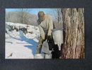 Gathering Maple Syrup, PA postcard