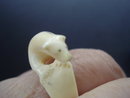 Polar Bear Ring Carved from Bone By Eskimos
