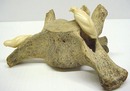 Inuit - Eskimo Art CARVING