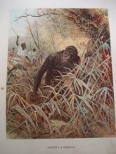Antique Glossy Color Print Chassing a Gorilla