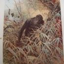 Antique Glossy Color Print Chassing a Gorilla