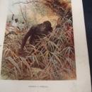 Antique Glossy Color Print Chassing a Gorilla