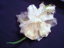 VELVET / ORGANDY ROSE