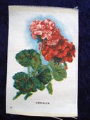 CIGARETTE SILK GERANIUM