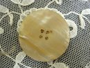 Antique Pearl Button Hand Carved